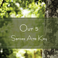 5 senses are key